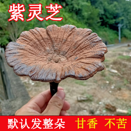 靈芝