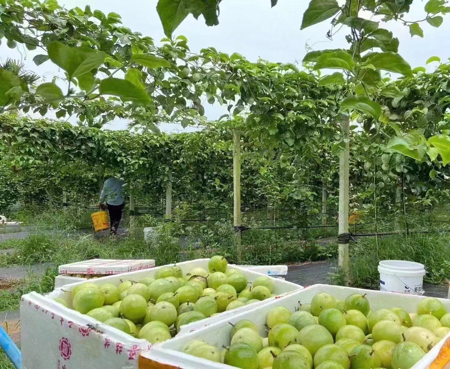 贛南尋烏百香果果園